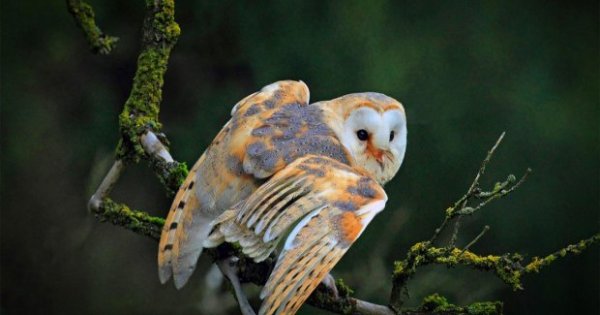 Detail Burung Hantu Bahasa Inggris Nomer 29