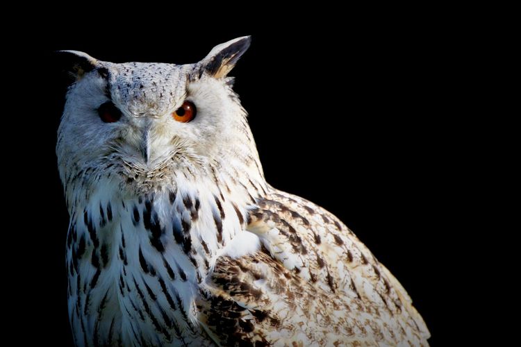 Detail Burung Hantu Bahasa Inggris Nomer 51