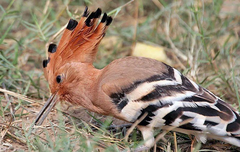 Detail Burung Hud Hud Adalah Nomer 2