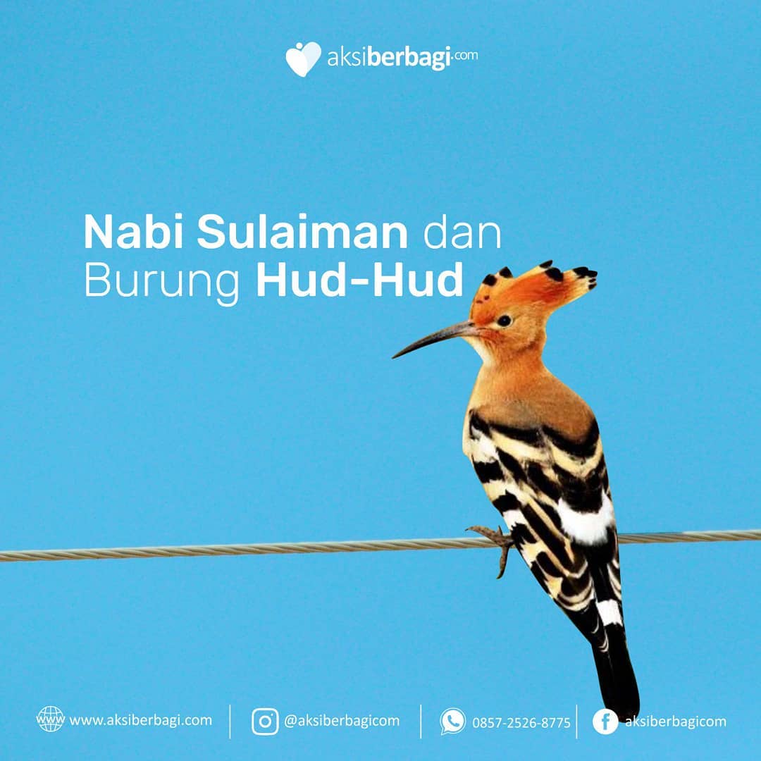 Detail Burung Hud Hud Adalah Nomer 3