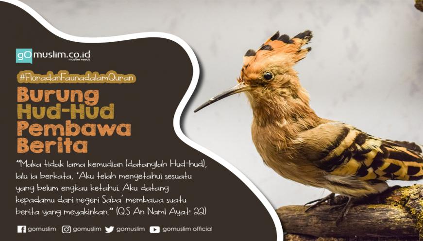 Detail Burung Hud Hud Adalah Nomer 7