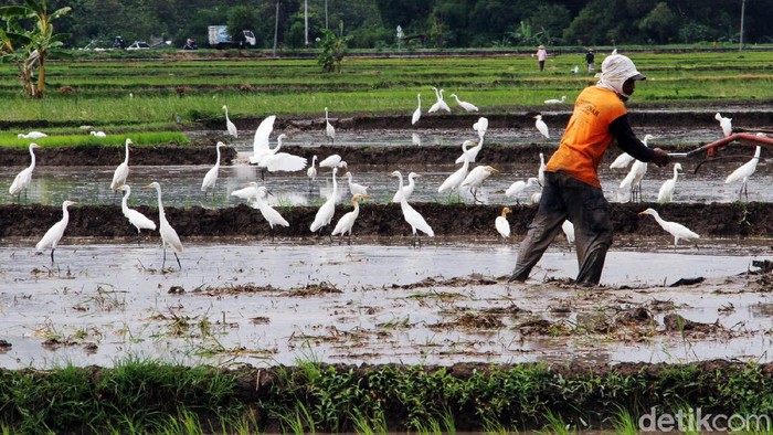 Detail Burung Kuntul Sawah Nomer 13