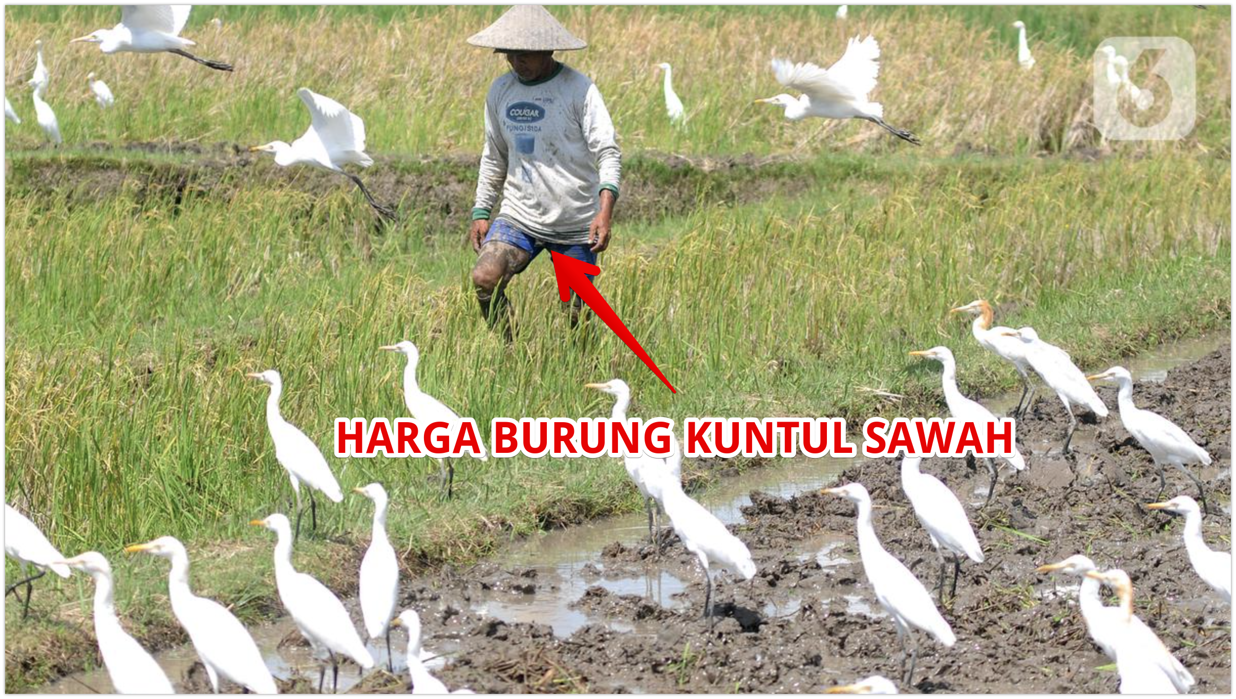 Detail Burung Kuntul Sawah Nomer 14