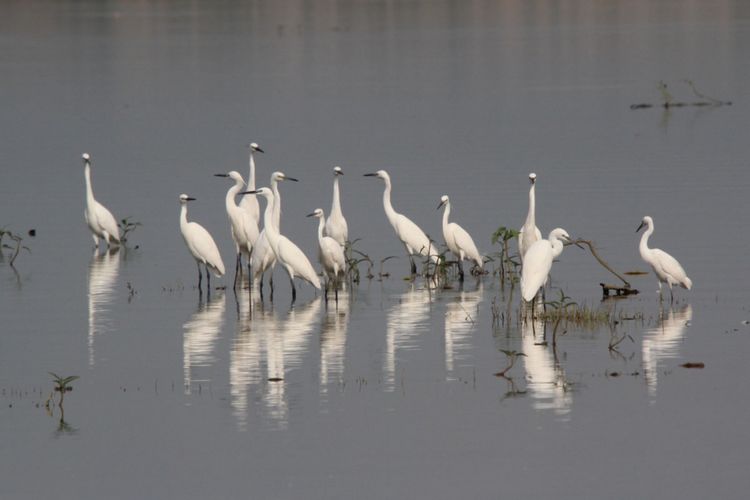 Detail Burung Kuntul Sawah Nomer 15