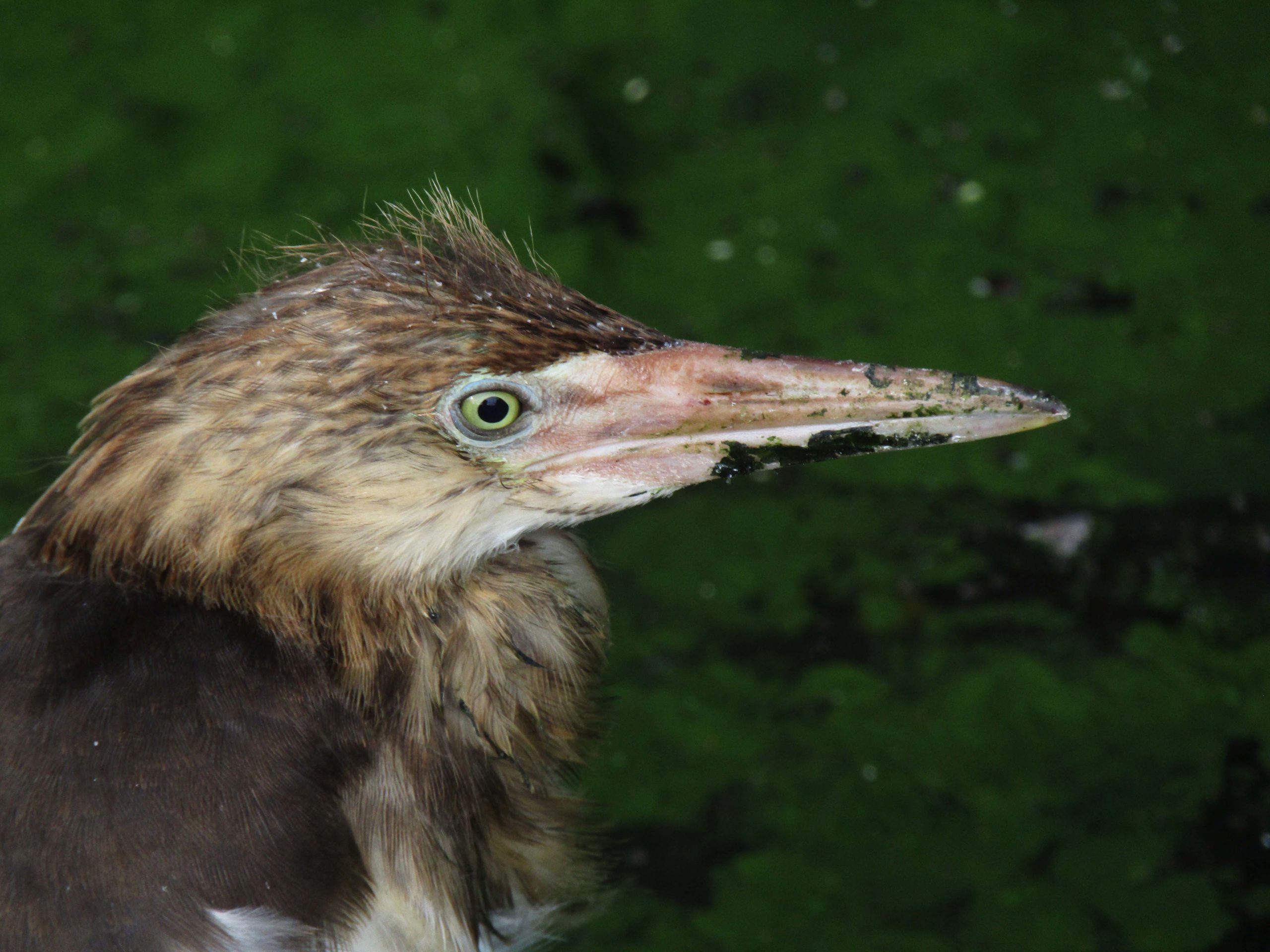 Detail Burung Kuntul Sawah Nomer 25