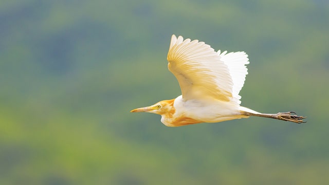 Detail Burung Kuntul Sawah Nomer 4