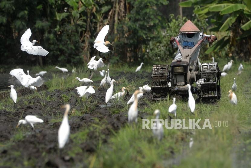 Detail Burung Kuntul Sawah Nomer 32