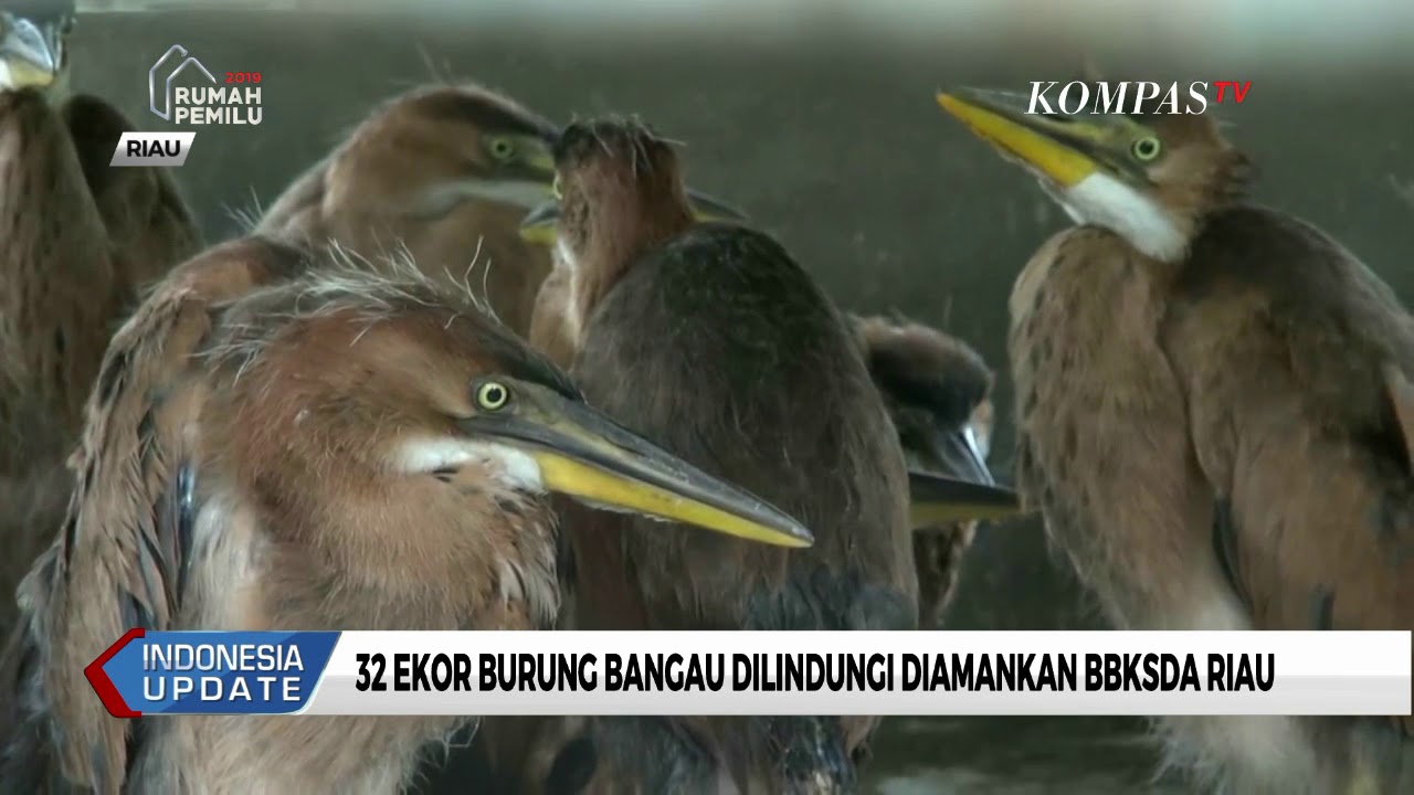 Detail Burung Kuntul Sawah Nomer 33