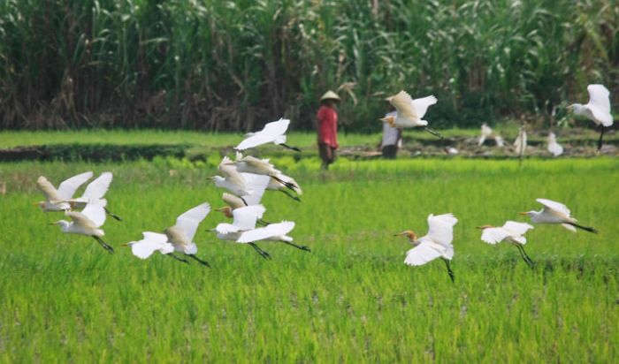 Detail Burung Kuntul Sawah Nomer 5