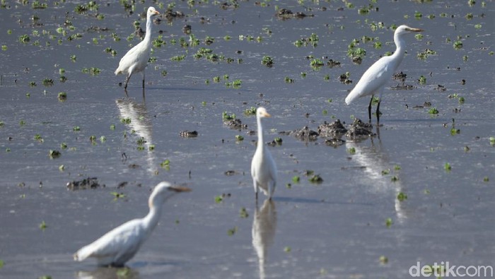 Detail Burung Kuntul Sawah Nomer 36