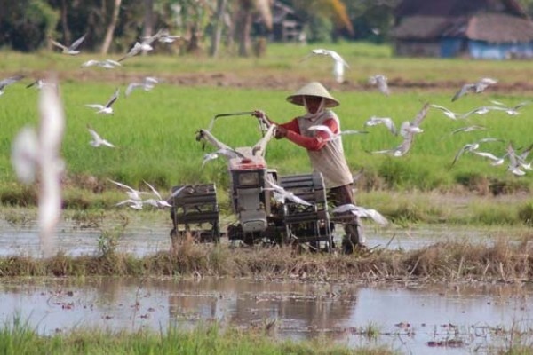 Detail Burung Kuntul Sawah Nomer 38