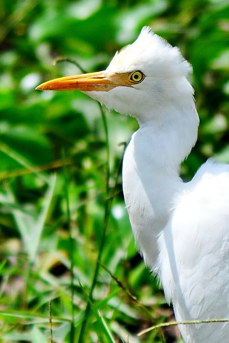 Detail Burung Kuntul Sawah Nomer 42