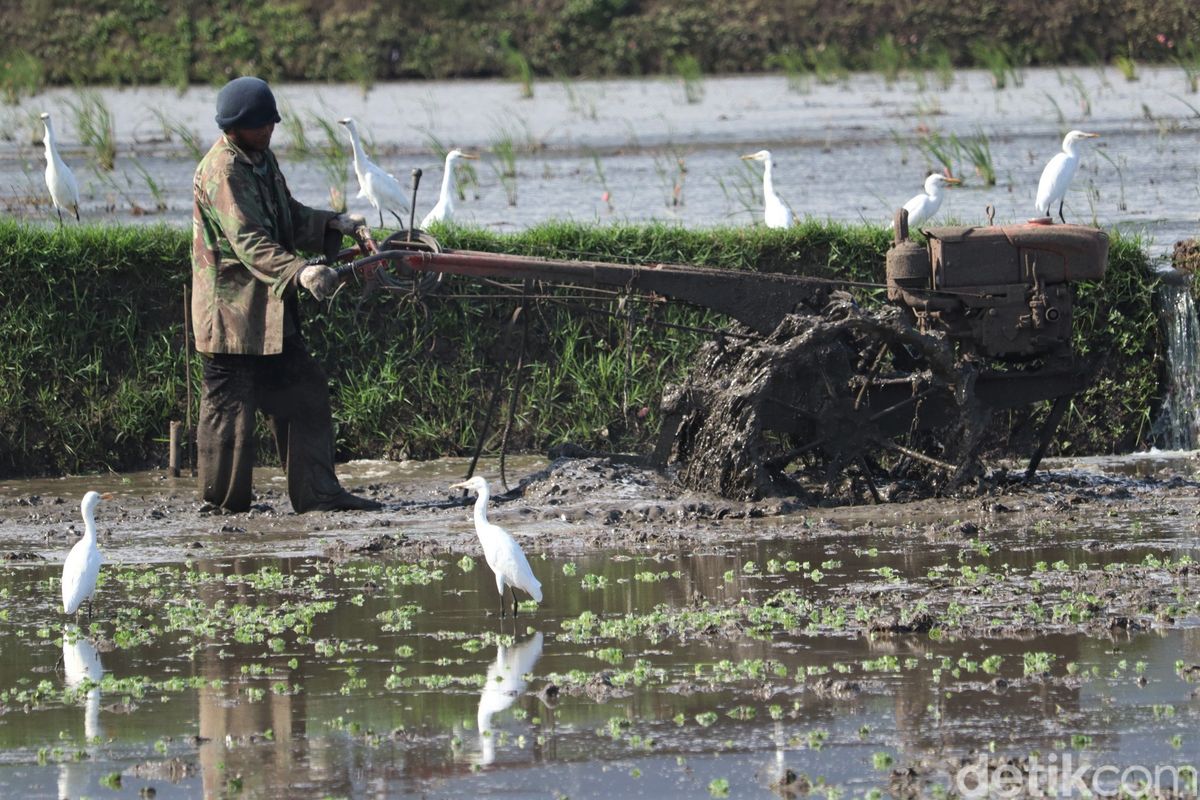 Detail Burung Kuntul Sawah Nomer 44