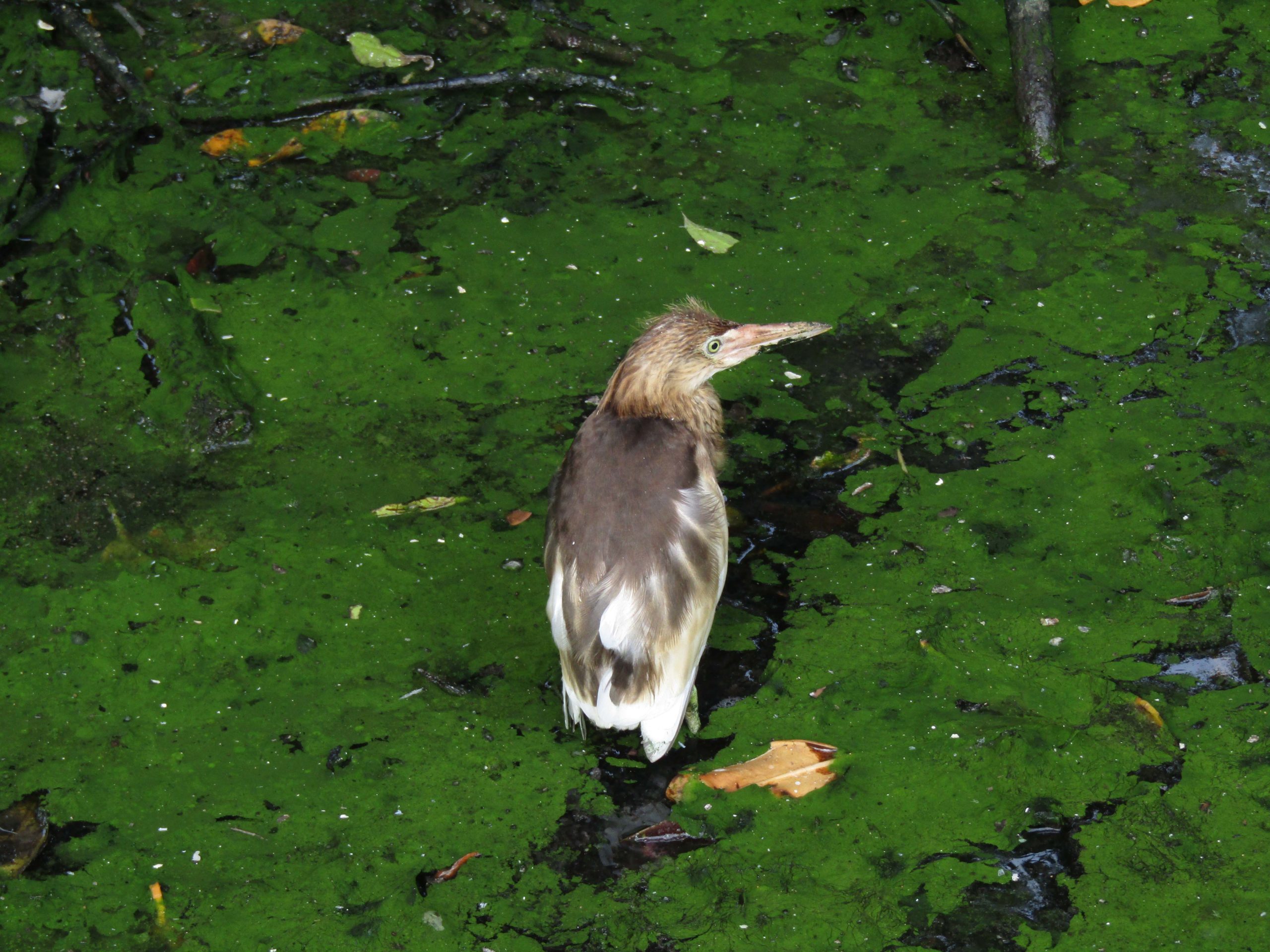 Detail Burung Kuntul Sawah Nomer 50