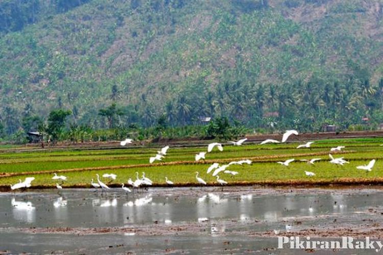 Detail Burung Kuntul Sawah Nomer 52