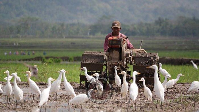 Detail Burung Kuntul Sawah Nomer 7