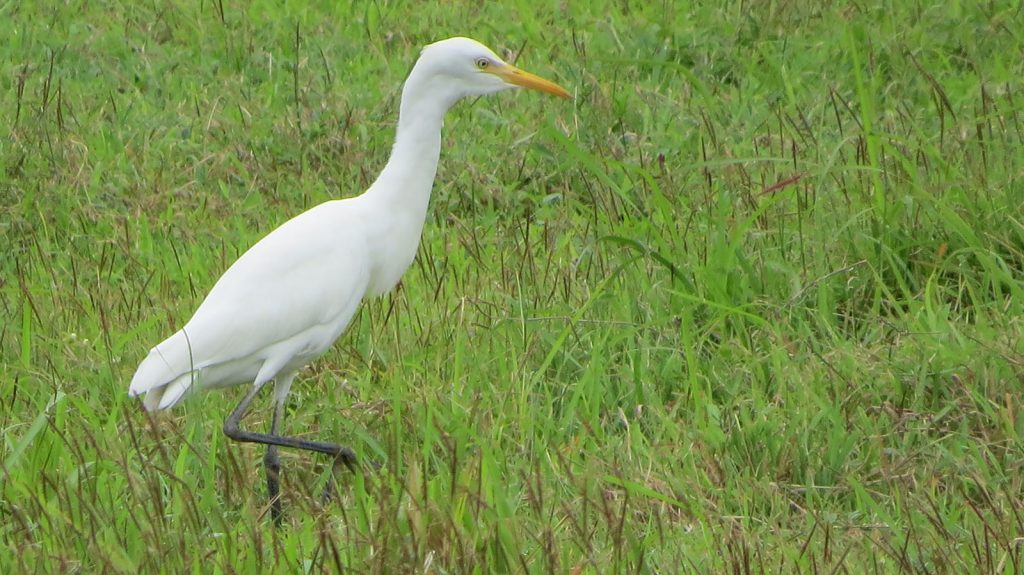 Detail Burung Kuntul Sawah Nomer 8