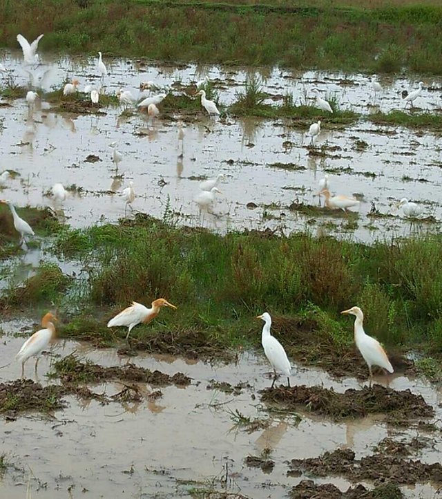 Detail Burung Kuntul Sawah Nomer 10