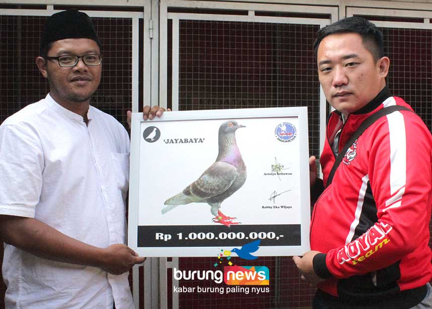 Detail Burung Merpati Termahal Nomer 34