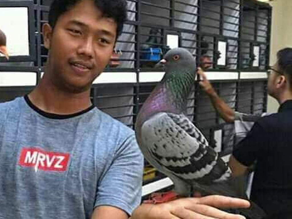 Detail Burung Merpati Termahal Nomer 44