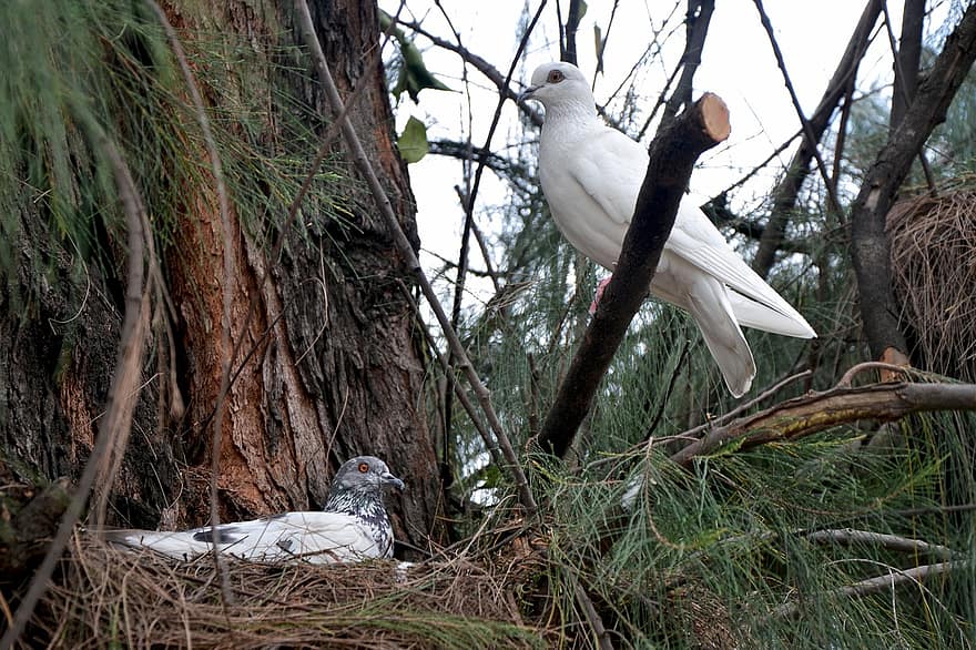 Download Burung Merpati Vektor Nomer 33