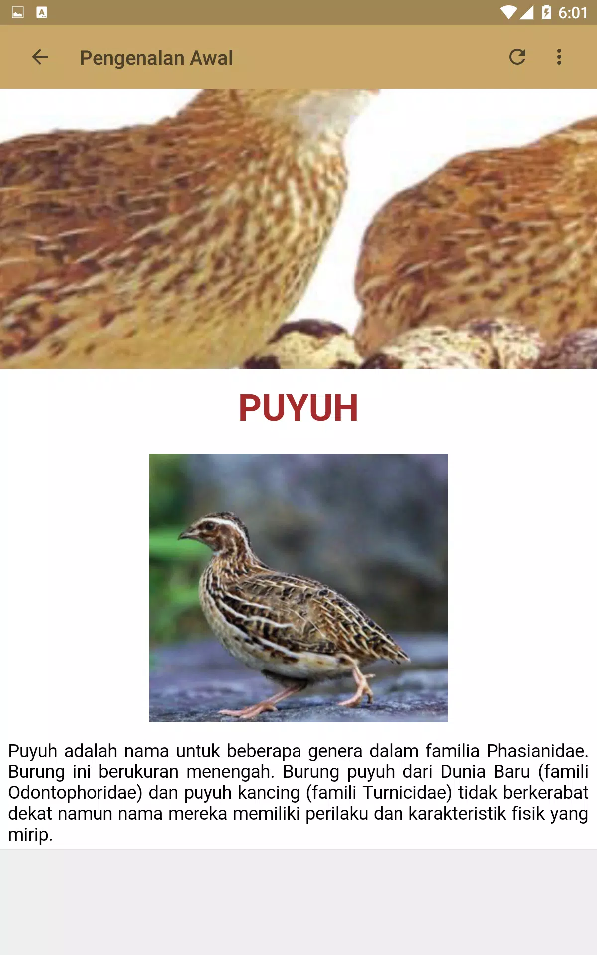 Detail Burung Puyuh Bahasa Inggris Nomer 10