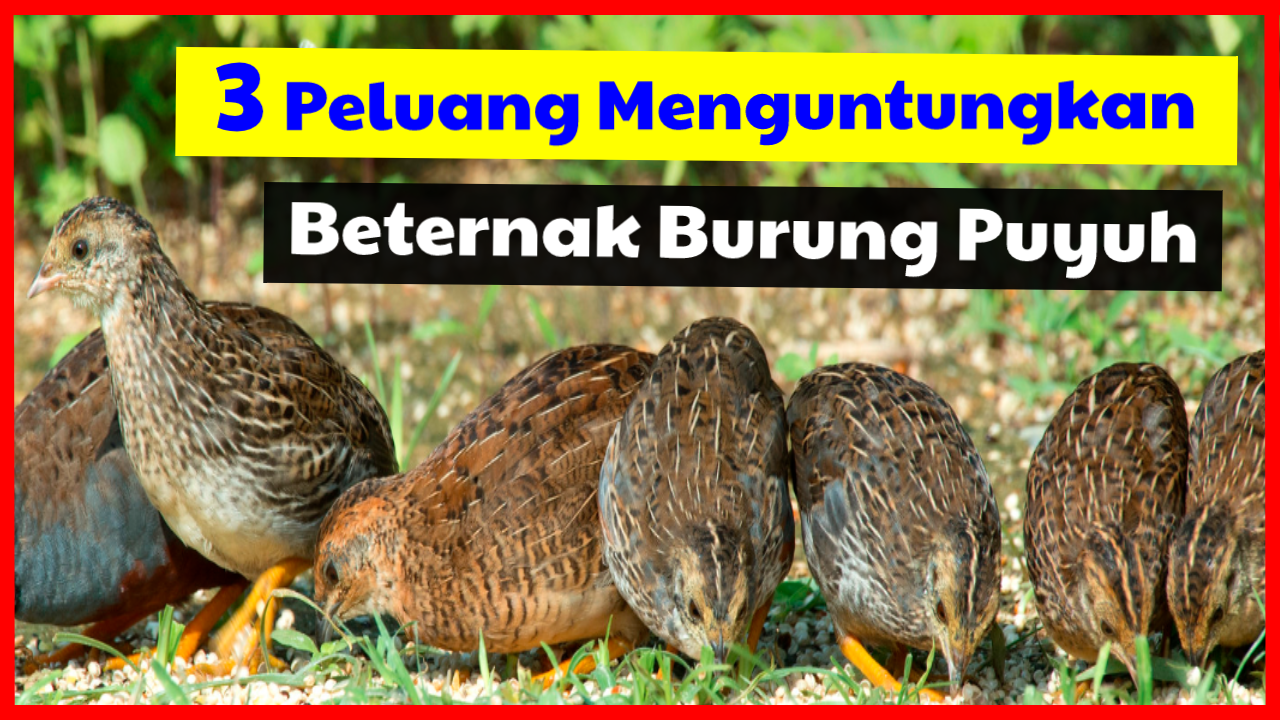 Detail Burung Puyuh Bahasa Inggris Nomer 12