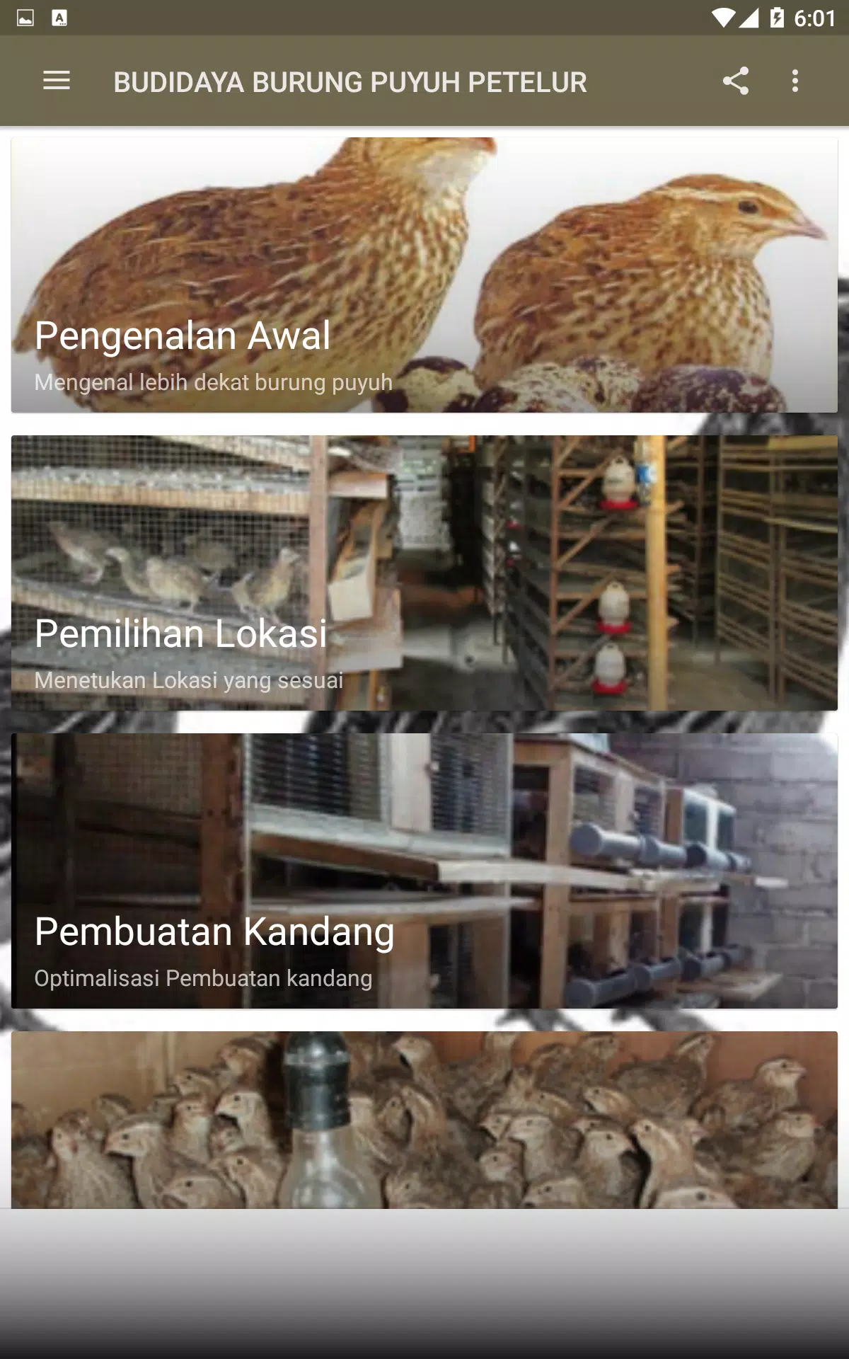 Detail Burung Puyuh Bahasa Inggris Nomer 20