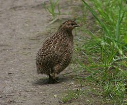 Detail Burung Puyuh Bahasa Inggris Nomer 3