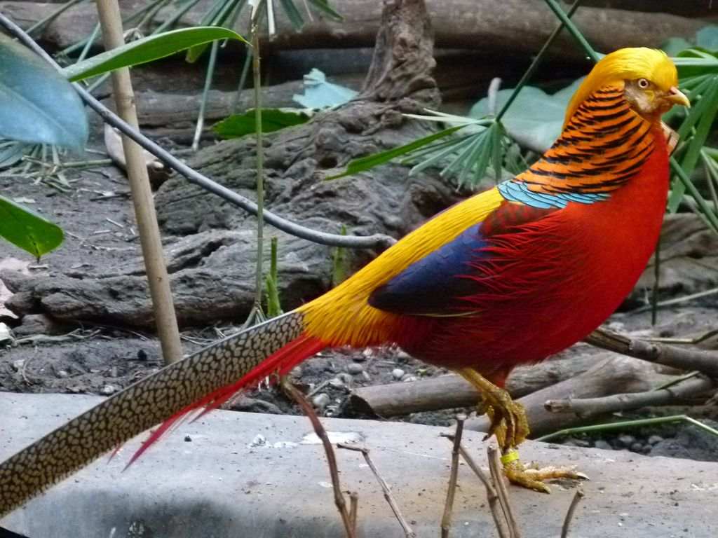 Detail Burung Warna Warni Apa Namanya Nomer 13