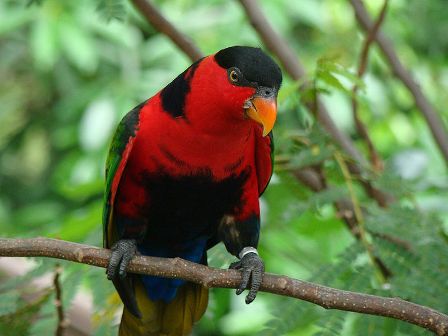 Detail Burung Warna Warni Apa Namanya Nomer 21