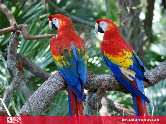 Detail Burung Warna Warni Apa Namanya Nomer 3