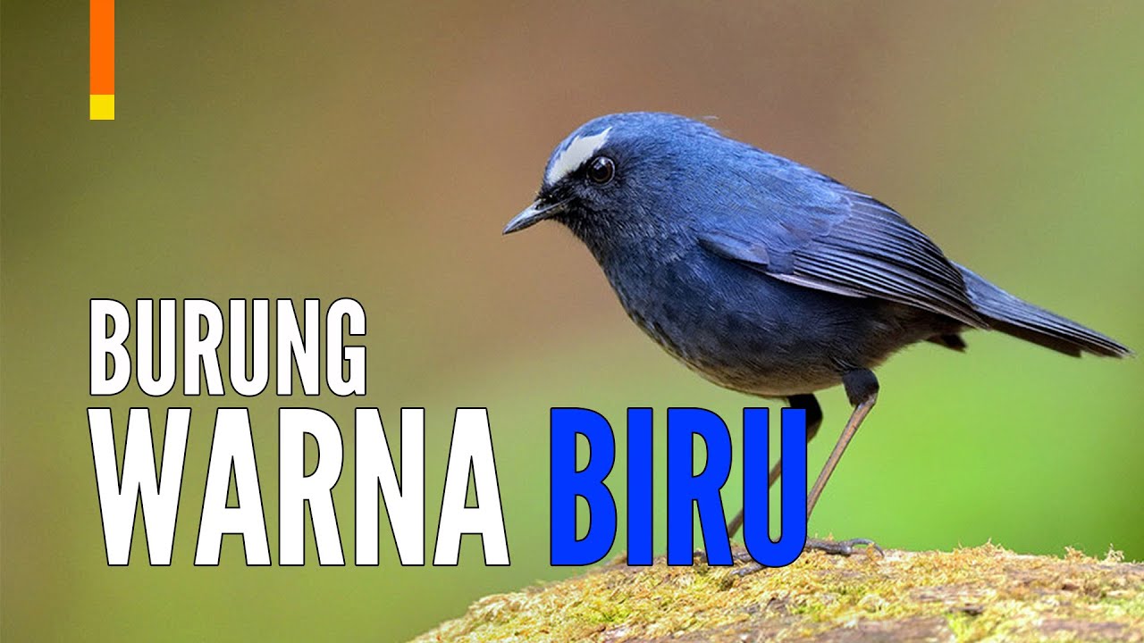 Detail Burung Warna Warni Apa Namanya Nomer 45