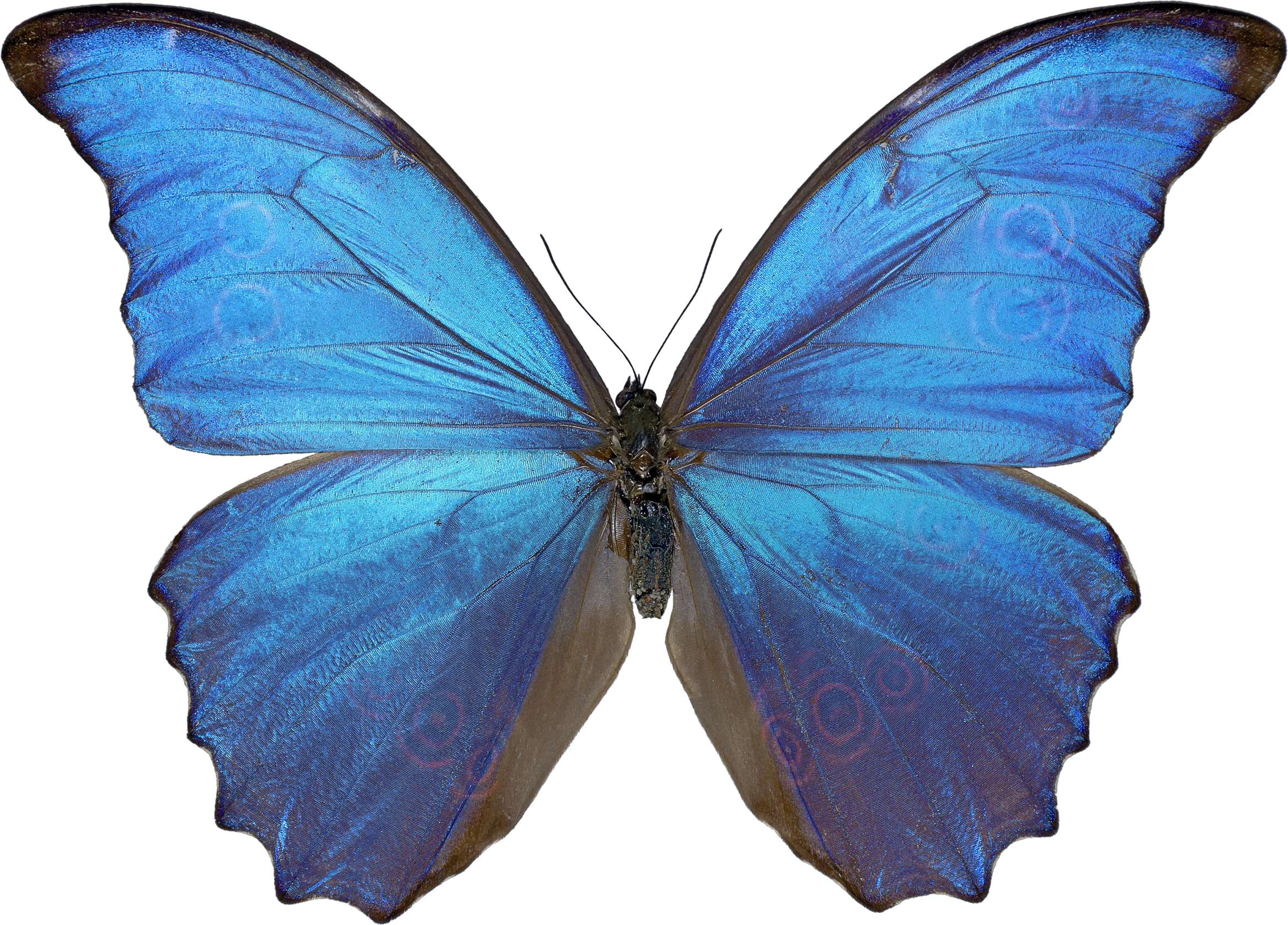 Detail Butterfly Hd Png Nomer 13