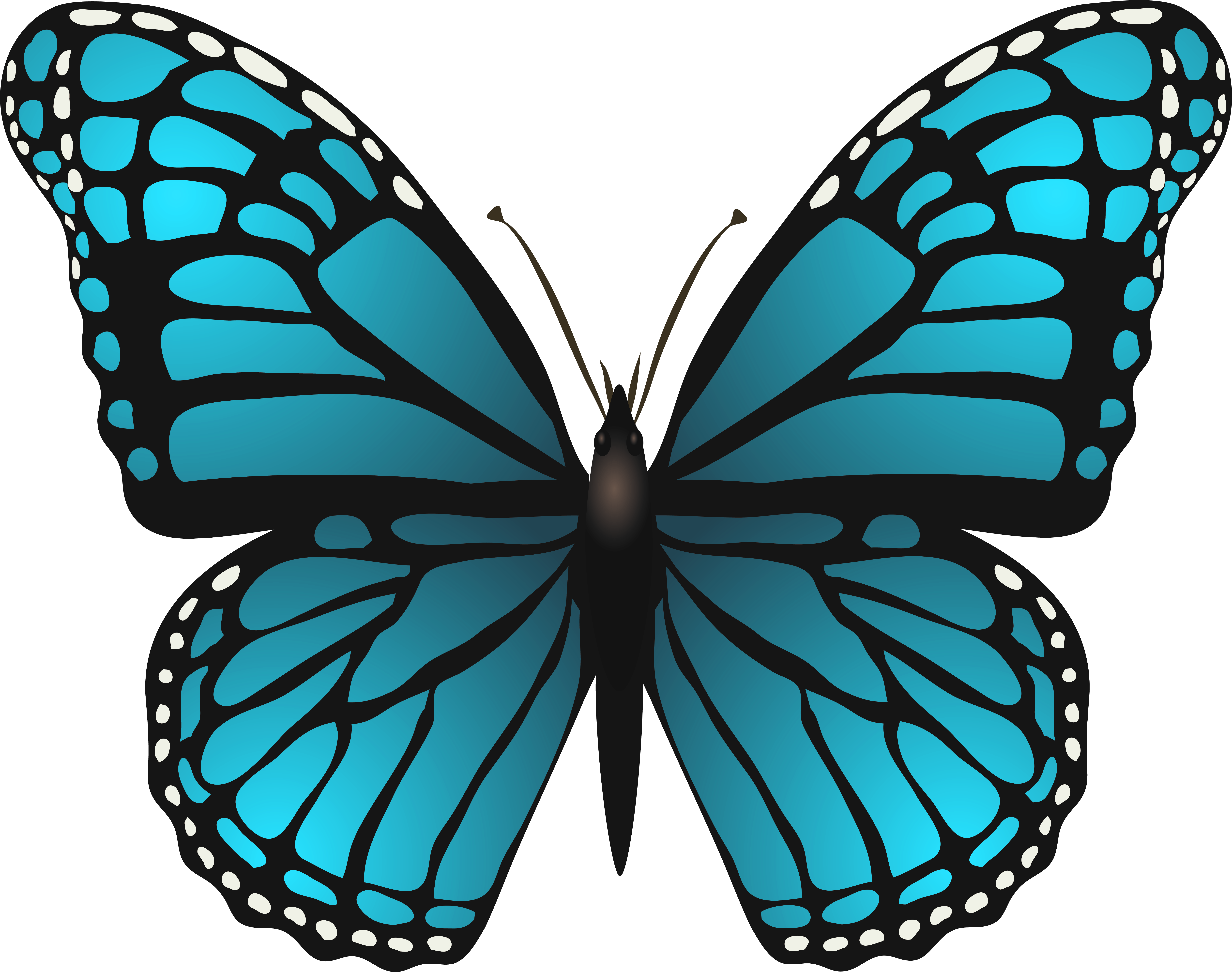 Detail Butterfly Hd Png Nomer 14