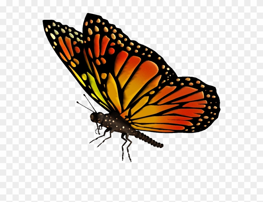 Detail Butterfly Hd Png Nomer 17