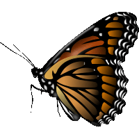 Detail Butterfly Hd Png Nomer 39