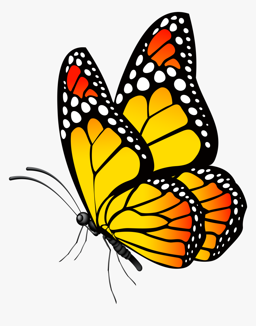 Detail Butterfly Hd Png Nomer 5