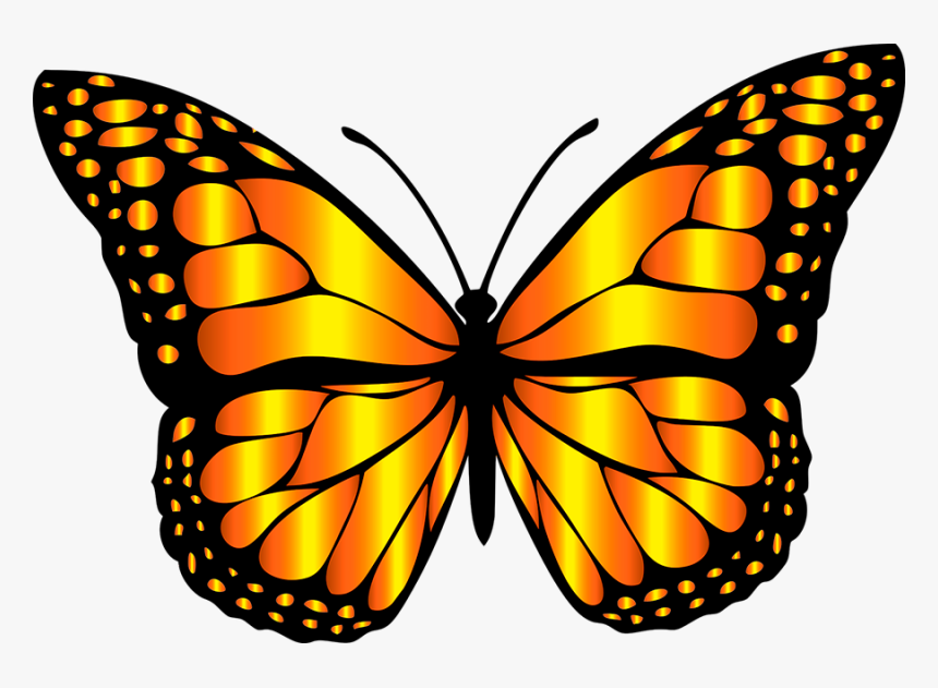 Detail Butterfly Hd Png Nomer 6