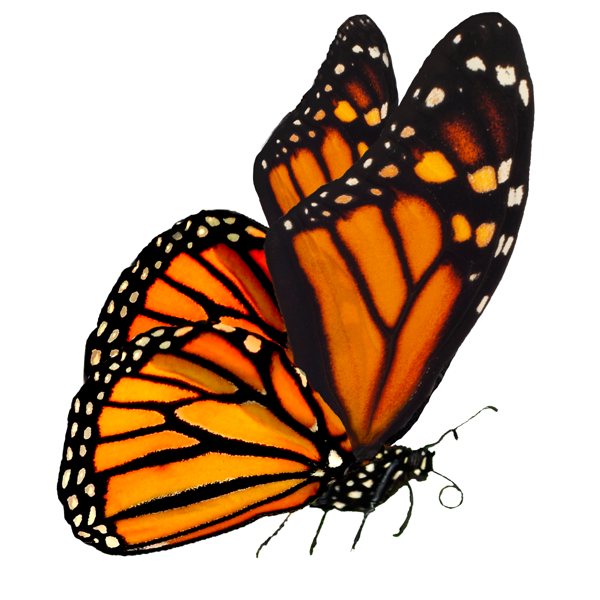 Detail Butterfly Png Hd Nomer 18