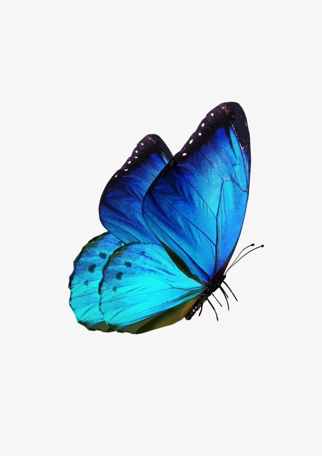 Detail Butterfly Png Hd Nomer 2