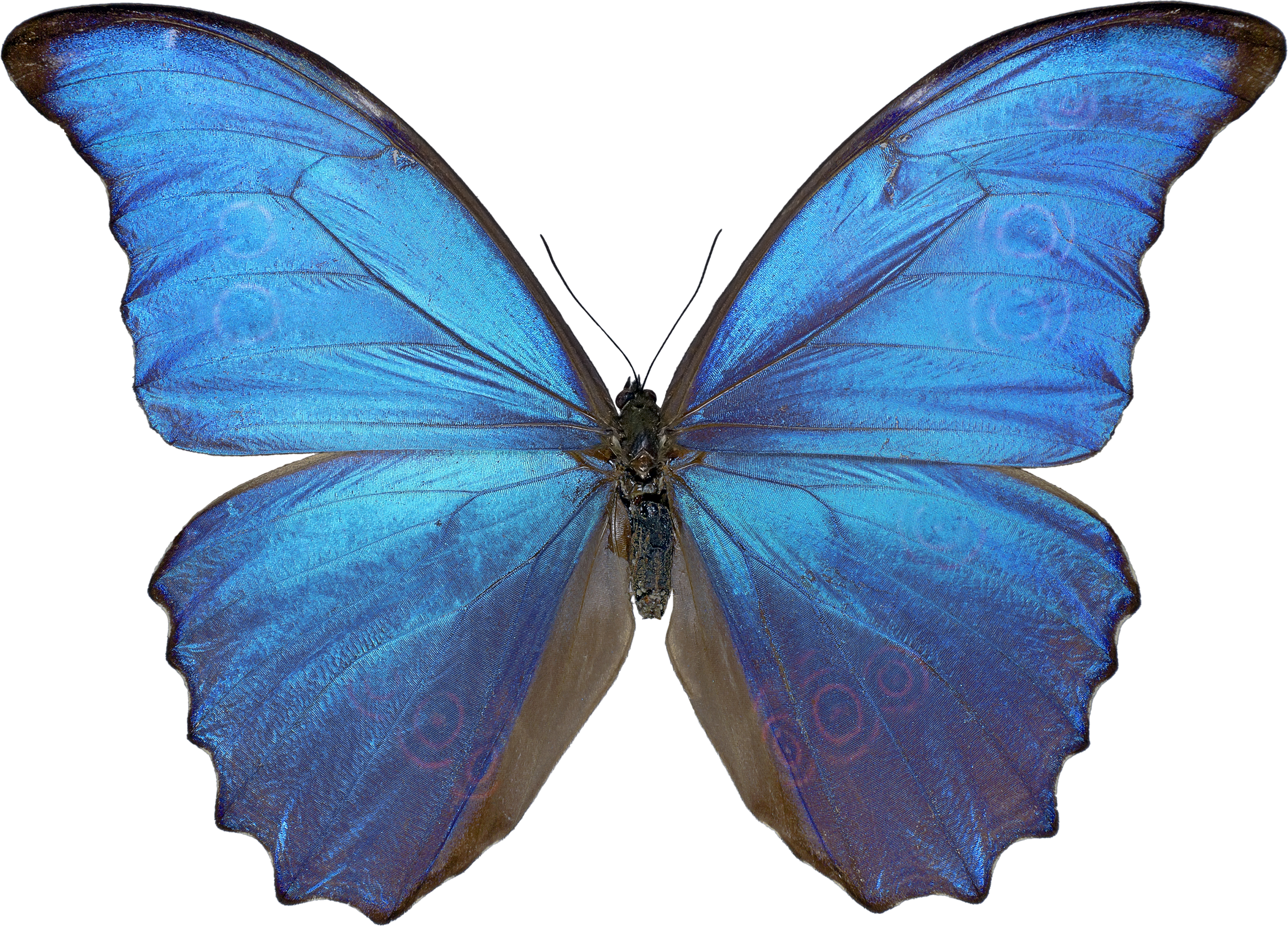 Detail Butterfly Png Hd Nomer 36