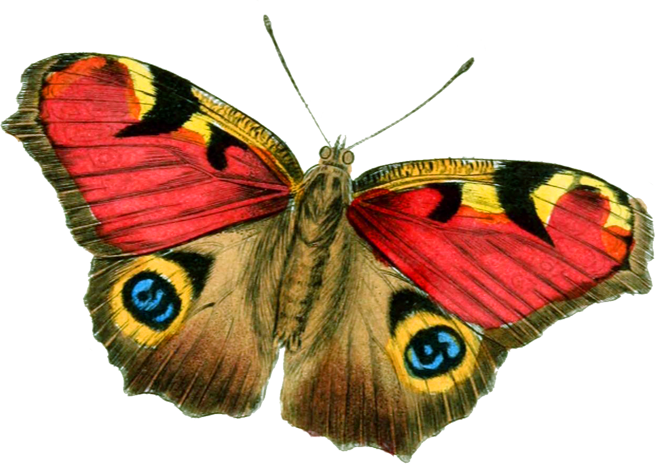 Detail Butterfly Png Hd Nomer 38