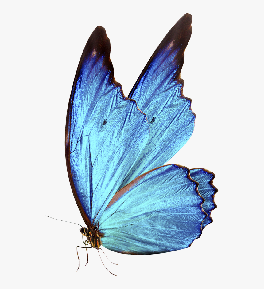 Detail Butterfly Png Hd Nomer 5