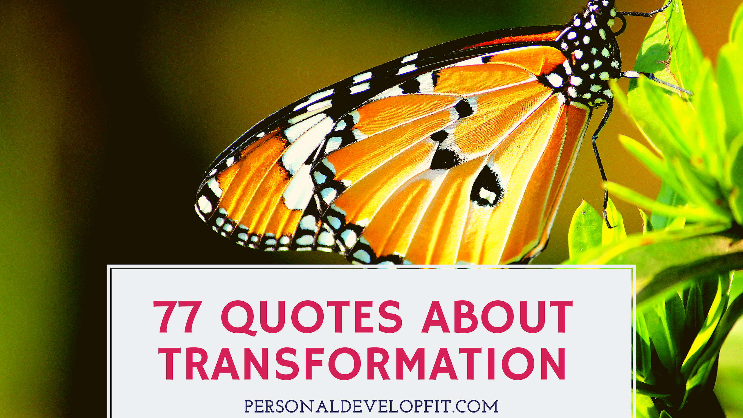 Detail Butterfly Transformation Quotes Nomer 17