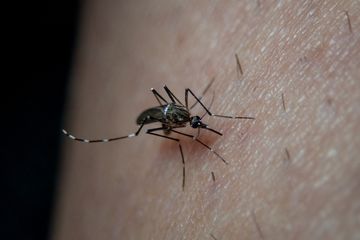 Detail Cara Agar Rumah Tidak Ada Nyamuk Nomer 20