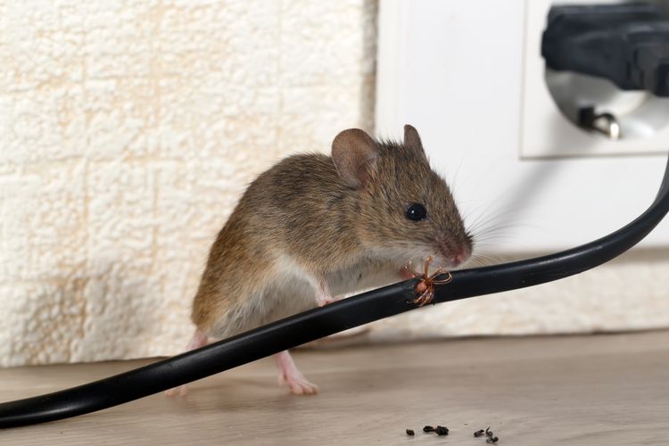 Detail Cara Agar Tikus Tidak Masuk Rumah Nomer 17