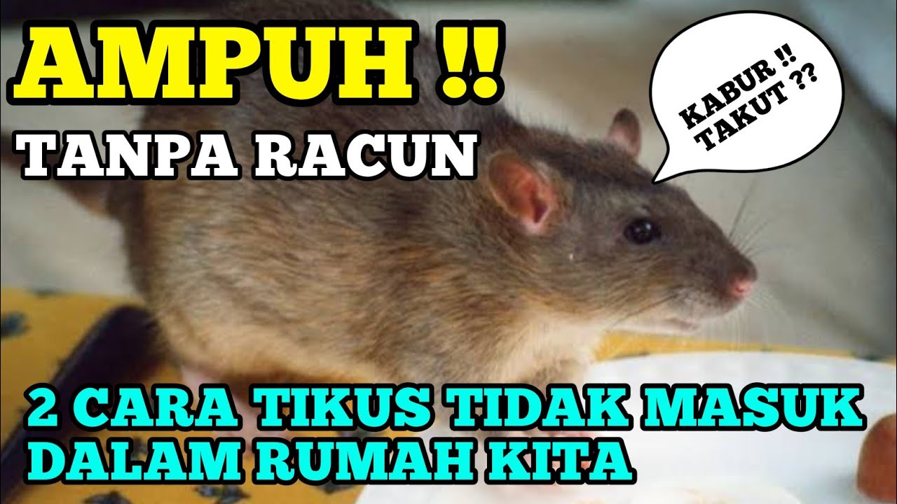 Detail Cara Agar Tikus Tidak Masuk Rumah Nomer 45