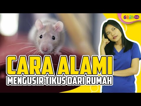 Cara Alami Mengusir Tikus Di Rumah - KibrisPDR