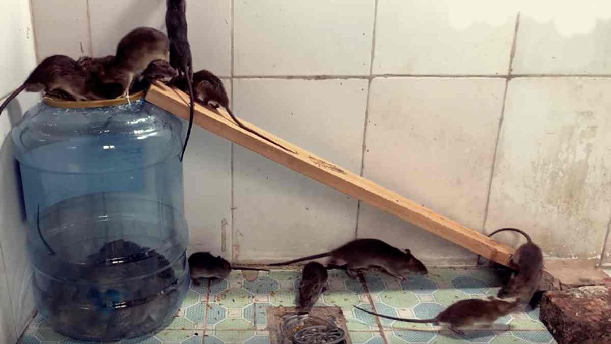 Detail Cara Alami Mengusir Tikus Di Rumah Nomer 15